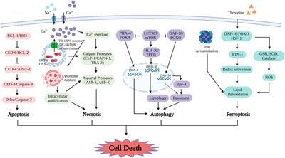 Live or death in cells: from micronutrition metabolism to cell fate